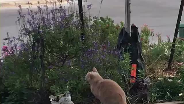 Fireball the cat chasing a hummingbird.