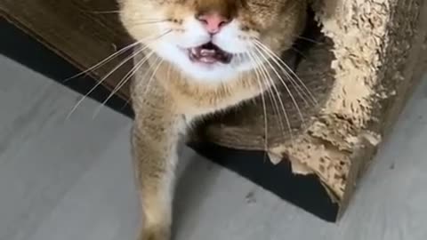 angry cat