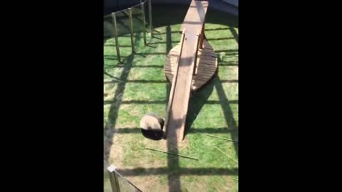 Funny animals | Cool moments