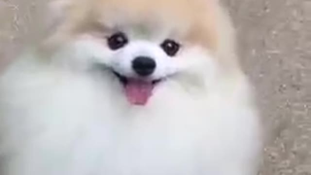 cute small dog