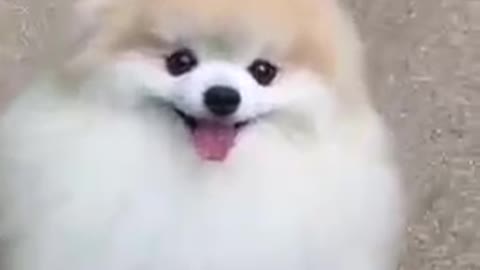 cute small dog