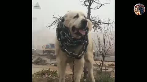 World's BIGGEST DOG is in VIETNAM! MUST WATCH!!!