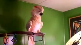 this is something special, crazy parrot