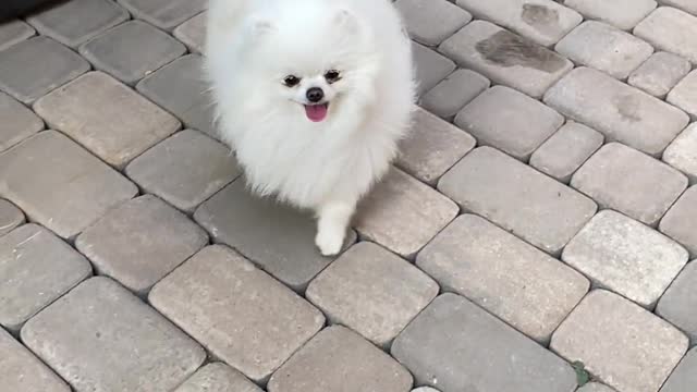 Dog