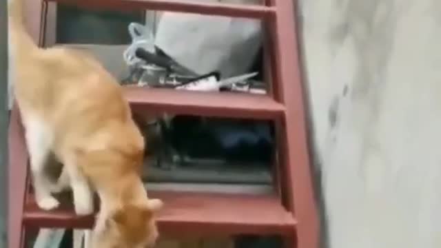 Mother Cat Climbing up stairs and Tree holding her Kitten in her mouth