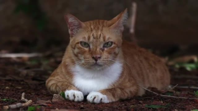 My video cute cat video ππΈπ you see