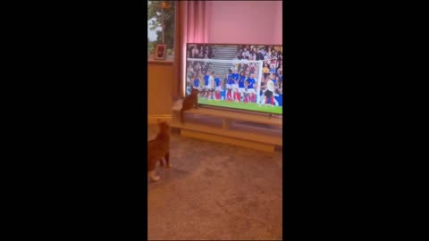 Funny cats 2024