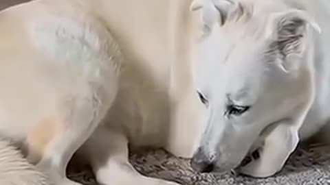 Funny animals