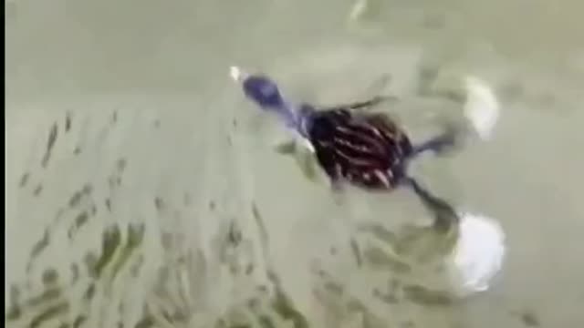 Bird? Turtle?