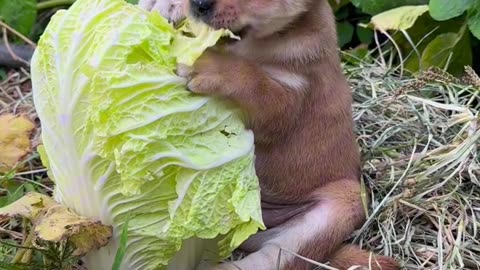 Animals for y