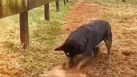 Dog work