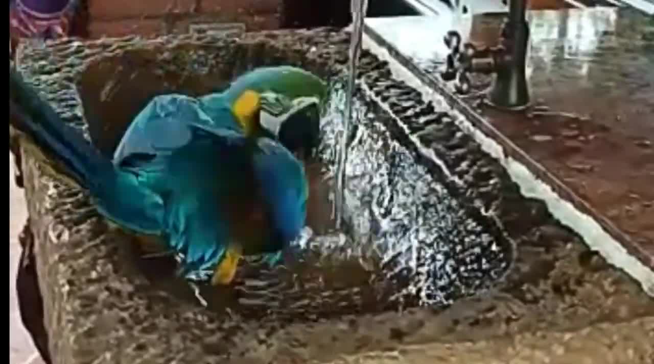 Inteligent parrot