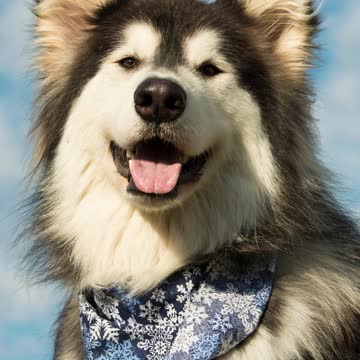 Top 10 Most Dangerous Dog Breeds in the World Part 2