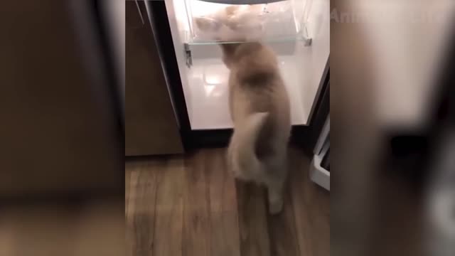 REFRIGERATOR CAT~~~~