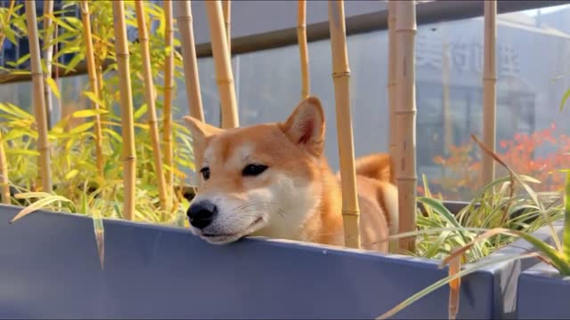 Cute Shiba inu