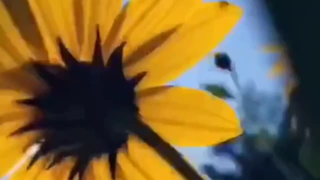 You are as bright as the sun