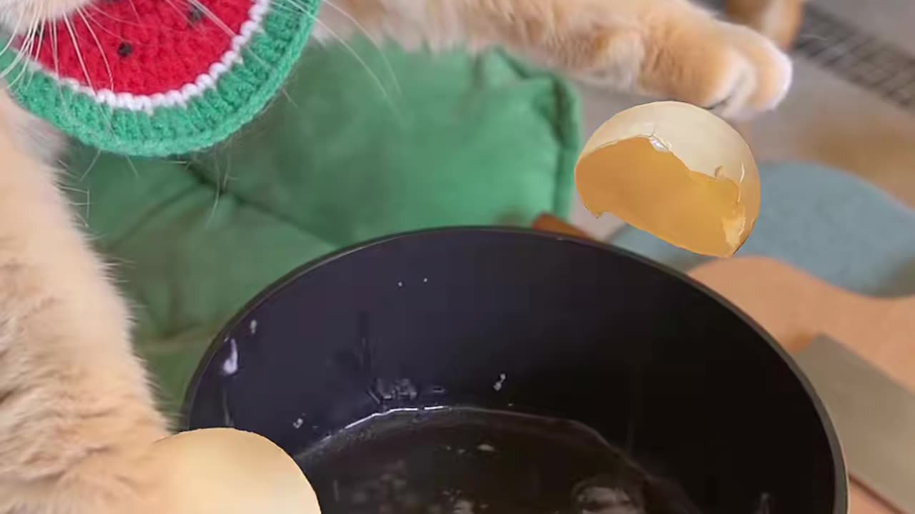 Kitten Cooking