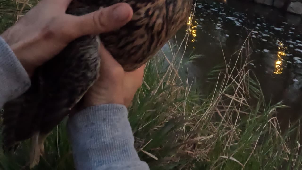 Guy Rescues a Duck That Tried to Eat Fishing Bait