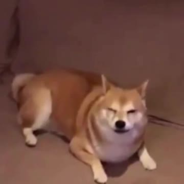 cute kittens funny cats #animals #cats #dogs