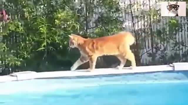 Graceful videos of cats ...... cats al agua !!!!