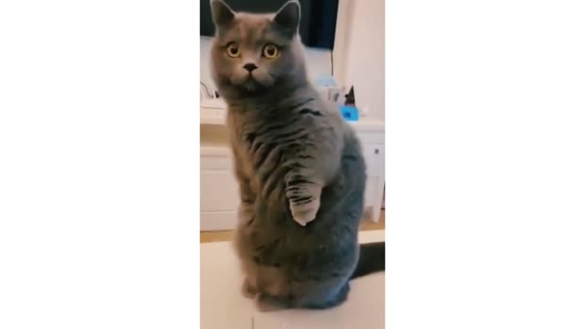 Funny cat moments try not to laugh