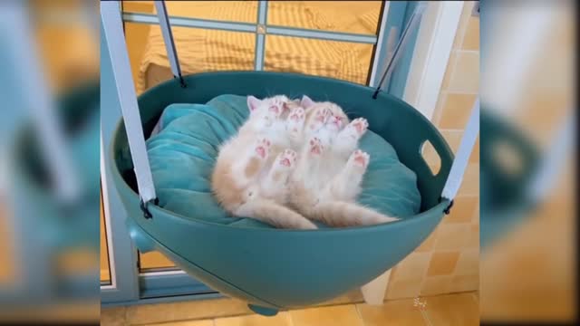 Baby Cats - Cute and Funny Cat Videos Compilation