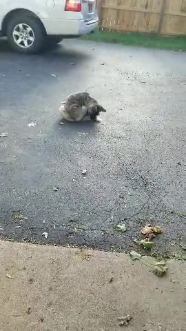 Gotta get my tail!!!