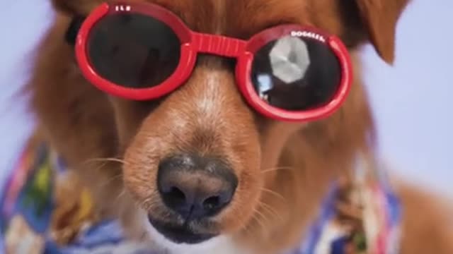 Beautiful And Funny Dog Video