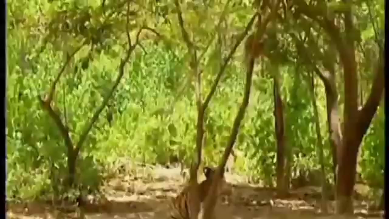 Animal Jokes