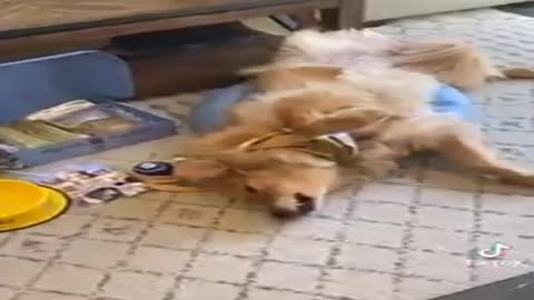 Funny Cats and Dogs Compilation - Tiktok, # 2