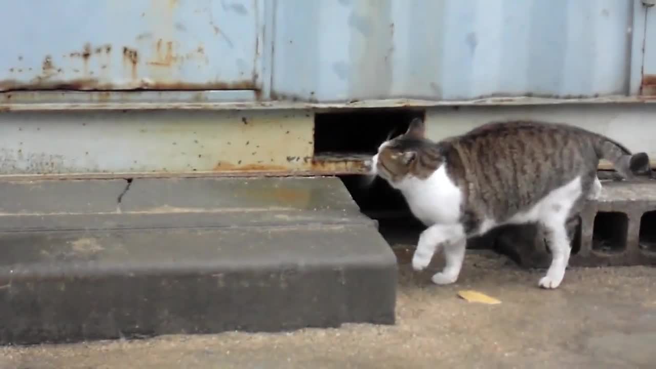 집문 앞에서 주인아저씨 오기만을 기다리는 예쁜 고양이 A pretty cat waiting for its owner at the door Jeonju city KOREA