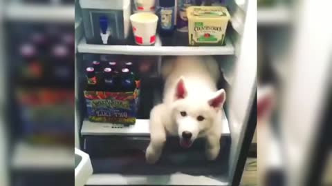 When you open the refrigerator and find a husky