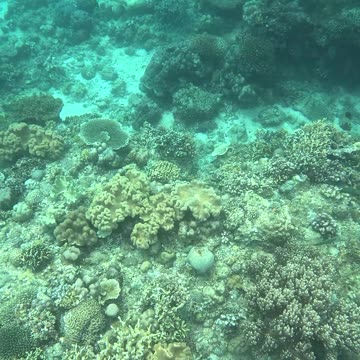 Snorkeling Adventures Philippines, Capistrano Beach Resort, Medina, Misamis Oriental, Philippines
