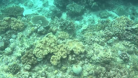Snorkeling Adventures Philippines, Capistrano Beach Resort, Medina, Misamis Oriental, Philippines