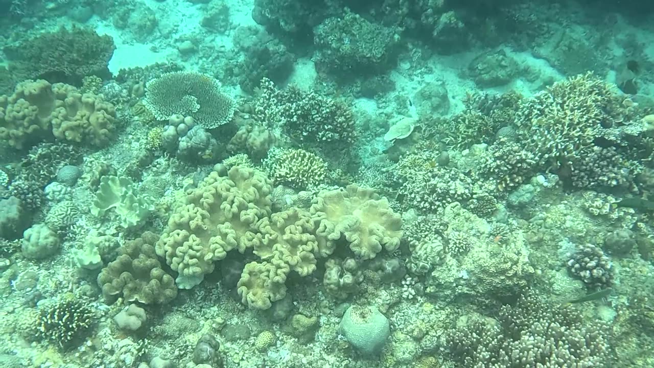 Snorkeling Adventures Philippines, Capistrano Beach Resort, Medina, Misamis Oriental, Philippines