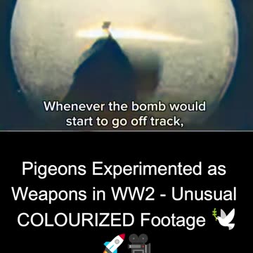 Pigeons Experimented as Weapons in WW2 - Unusual COLOURIZED Footage 🕊️🚀🎥