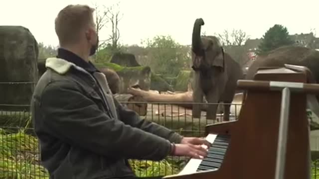 Animal turned up for the piano in cologne zoo Germany