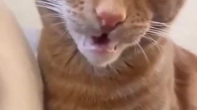 Super funny animals short videos