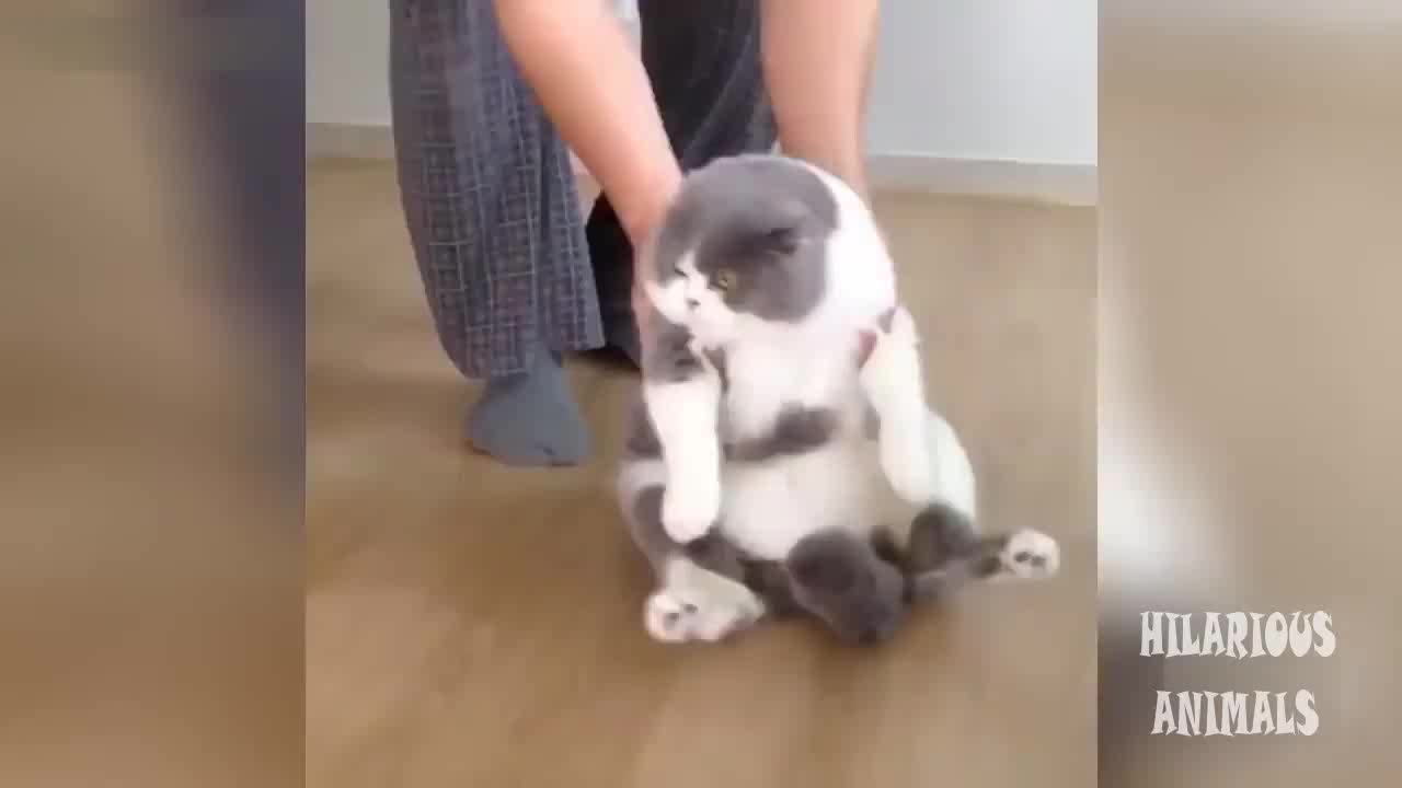 Try Not To Laugh - Funny Cat Videos #2
