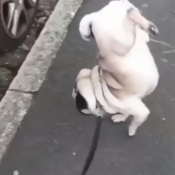 Crazy and Funny dog videos | try not to laugh| #crazydogs | #funnydogs #dogs