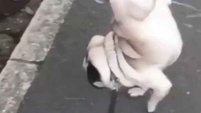 Crazy and Funny dog videos | try not to laugh| #crazydogs | #funnydogs #dogs