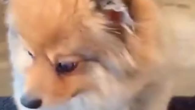Funny Dog Shocked
