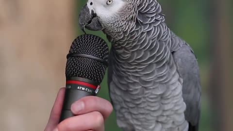 Talking Parrot Talking With English ! calgo