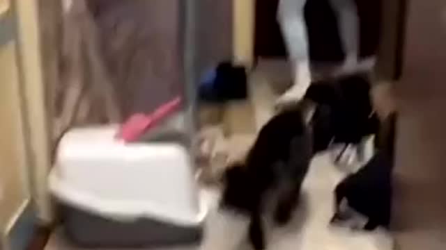 Brought the guy home. The cat is against.