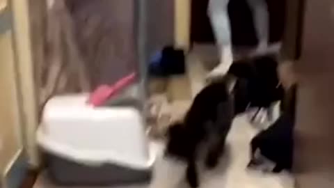 Brought the guy home. The cat is against.