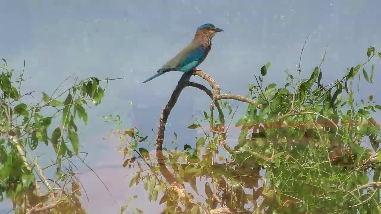 YALA National Park is a most visited and second largest national park in Sri Lanka.