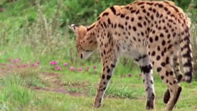 Leopard is handsome