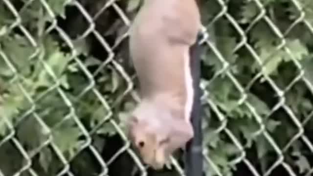 cute/funny animals videos