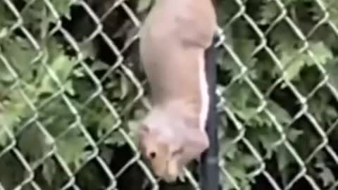 cute/funny animals videos