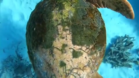 Unique Turtle #shorts #shortvideo #video #virals #videovira